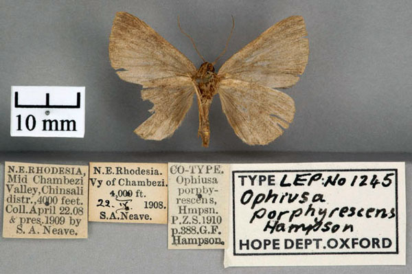/filer/webapps/moths/media/images/P/porphyrescens_Ophiusa_ST_OUMNH_02.jpg