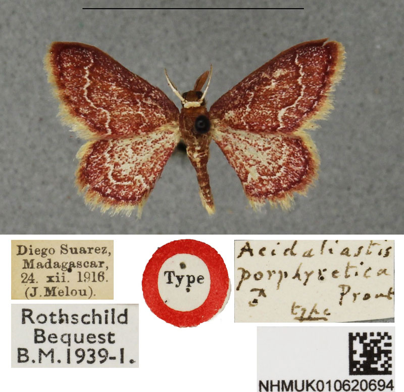 /filer/webapps/moths/media/images/P/porphyretica_Acidaliastis_HT_BMNH.jpg