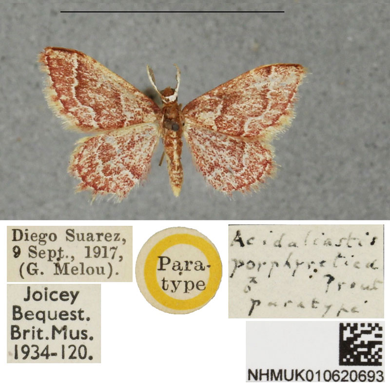 /filer/webapps/moths/media/images/P/porphyretica_Acidaliastis_PTM_BMNH.jpg