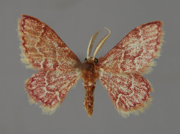 /filer/webapps/moths/media/images/P/porphyretica_Acidromodes_A_ZSM_01.jpg