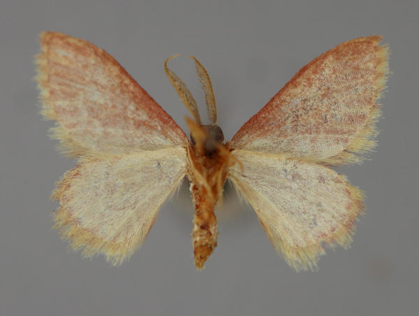 /filer/webapps/moths/media/images/P/porphyretica_Acidromodes_A_ZSM_02.jpg