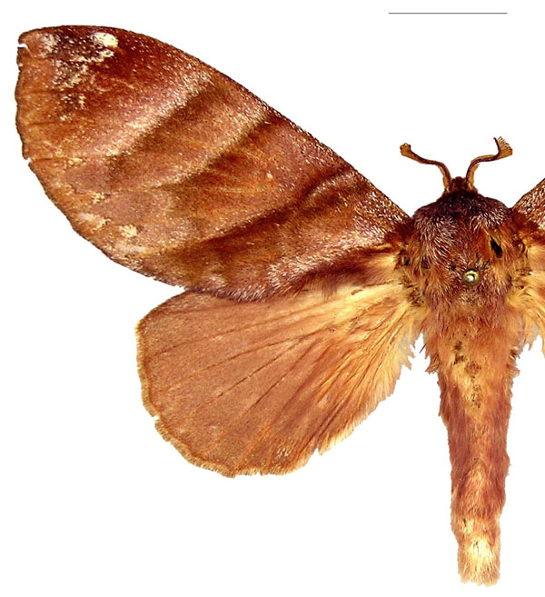 /filer/webapps/moths/media/images/P/porphyria_Cryptopacha_AF_RMCA.jpg