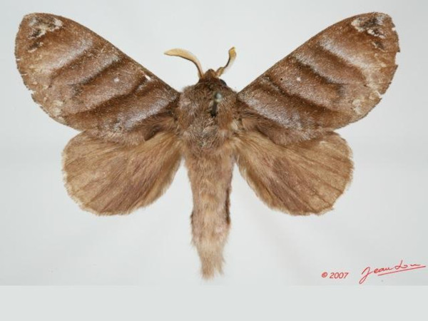/filer/webapps/moths/media/images/P/porphyria_Cryptopacha_AM_Alberta_01.jpg