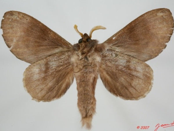 /filer/webapps/moths/media/images/P/porphyria_Cryptopacha_AM_Albertb_01.jpg