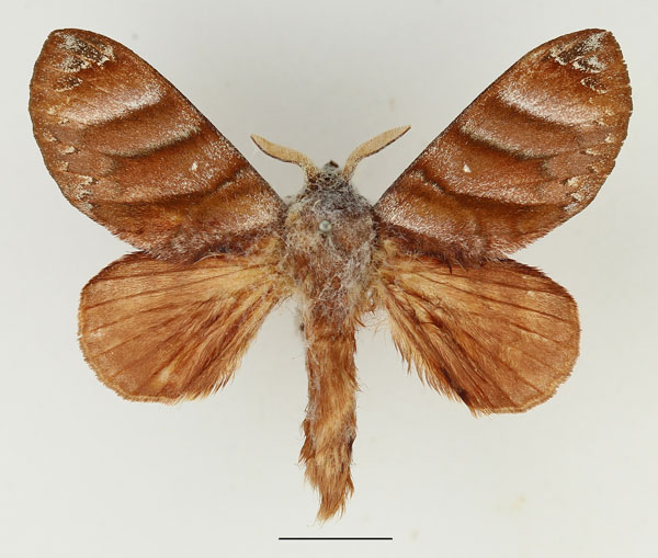 /filer/webapps/moths/media/images/P/porphyria_Cryptopacha_AM_Basquin_01.jpg