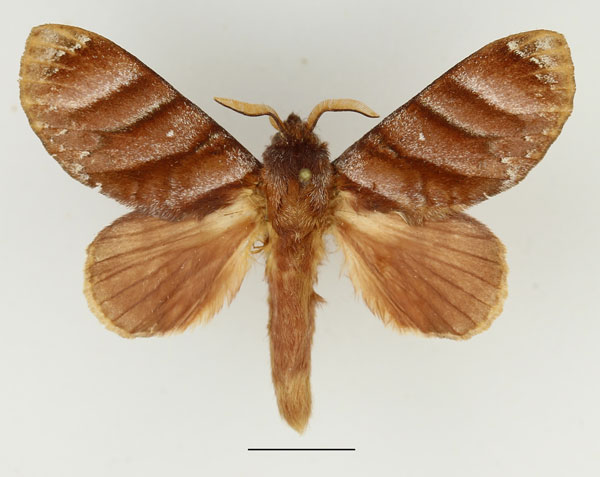 /filer/webapps/moths/media/images/P/porphyria_Cryptopacha_AM_Basquin_02.jpg
