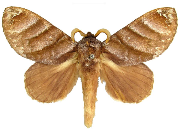 /filer/webapps/moths/media/images/P/porphyria_Cryptopacha_AM_MfN.jpg