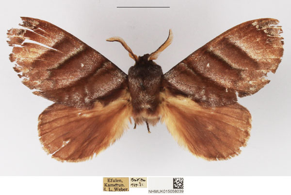 /filer/webapps/moths/media/images/P/porphyria_Cryptopacha_AM_NHMUK.jpg