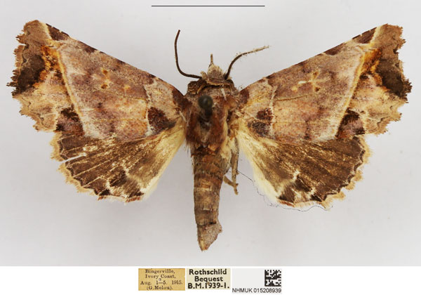 /filer/webapps/moths/media/images/P/porphyriota_Phlegetonia_AF_NHMUK.jpg