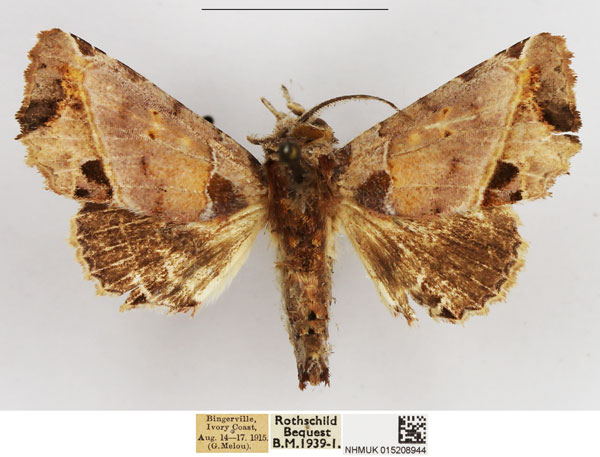 /filer/webapps/moths/media/images/P/porphyriota_Phlegetonia_AM_NHMUK.jpg