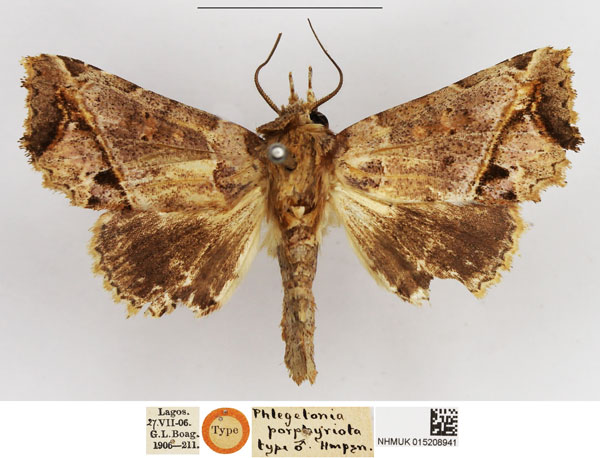 /filer/webapps/moths/media/images/P/porphyriota_Phlegetonia_HT_NHMUK.jpg