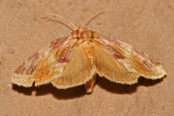 /filer/webapps/moths/media/images/P/porphyronea_Cirrodes_A_Roland_01.jpg