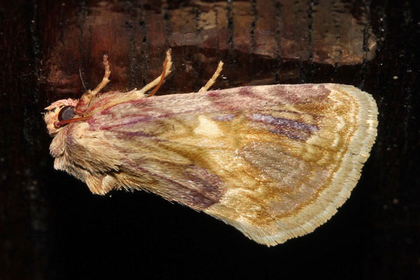 /filer/webapps/moths/media/images/P/porphyronea_Cirrodes_A_Roland_02.jpg