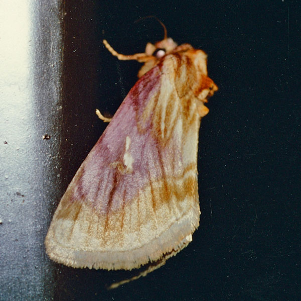/filer/webapps/moths/media/images/P/porphyronea_Cirrodes_A_Roland_03.jpg