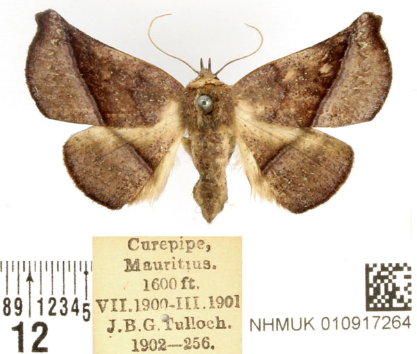 /filer/webapps/moths/media/images/P/porrecta_Prominea_AF_BMNH_01.jpg