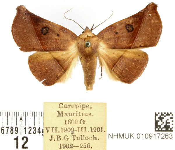 /filer/webapps/moths/media/images/P/porrecta_Prominea_AM_BMNH.jpg