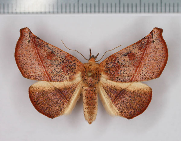 /filer/webapps/moths/media/images/P/porrecta_Prominea_AM_Legrain.jpg