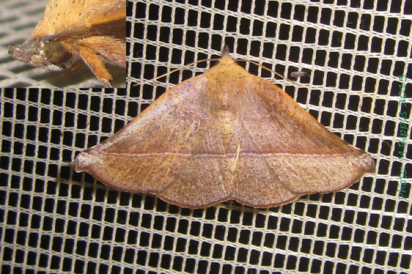 /filer/webapps/moths/media/images/P/porrecta_Prominea_A_Bippus_02.jpg