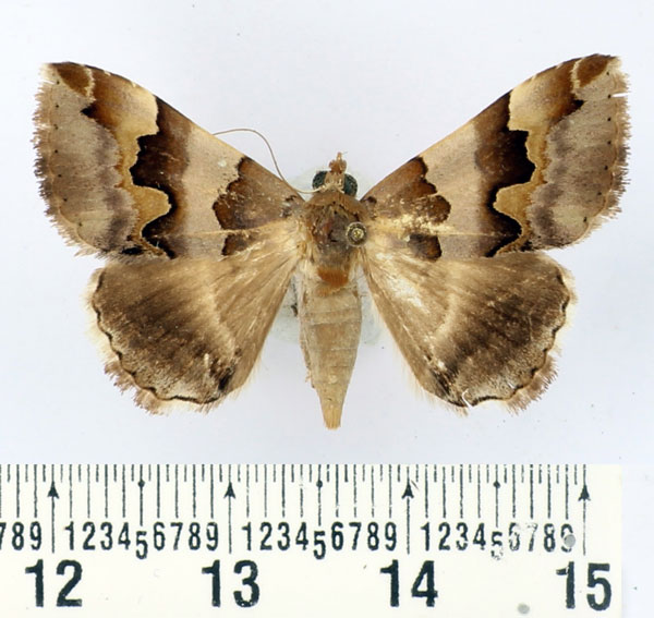 /filer/webapps/moths/media/images/P/portia_Dysgonia_AF_BMNH.jpg