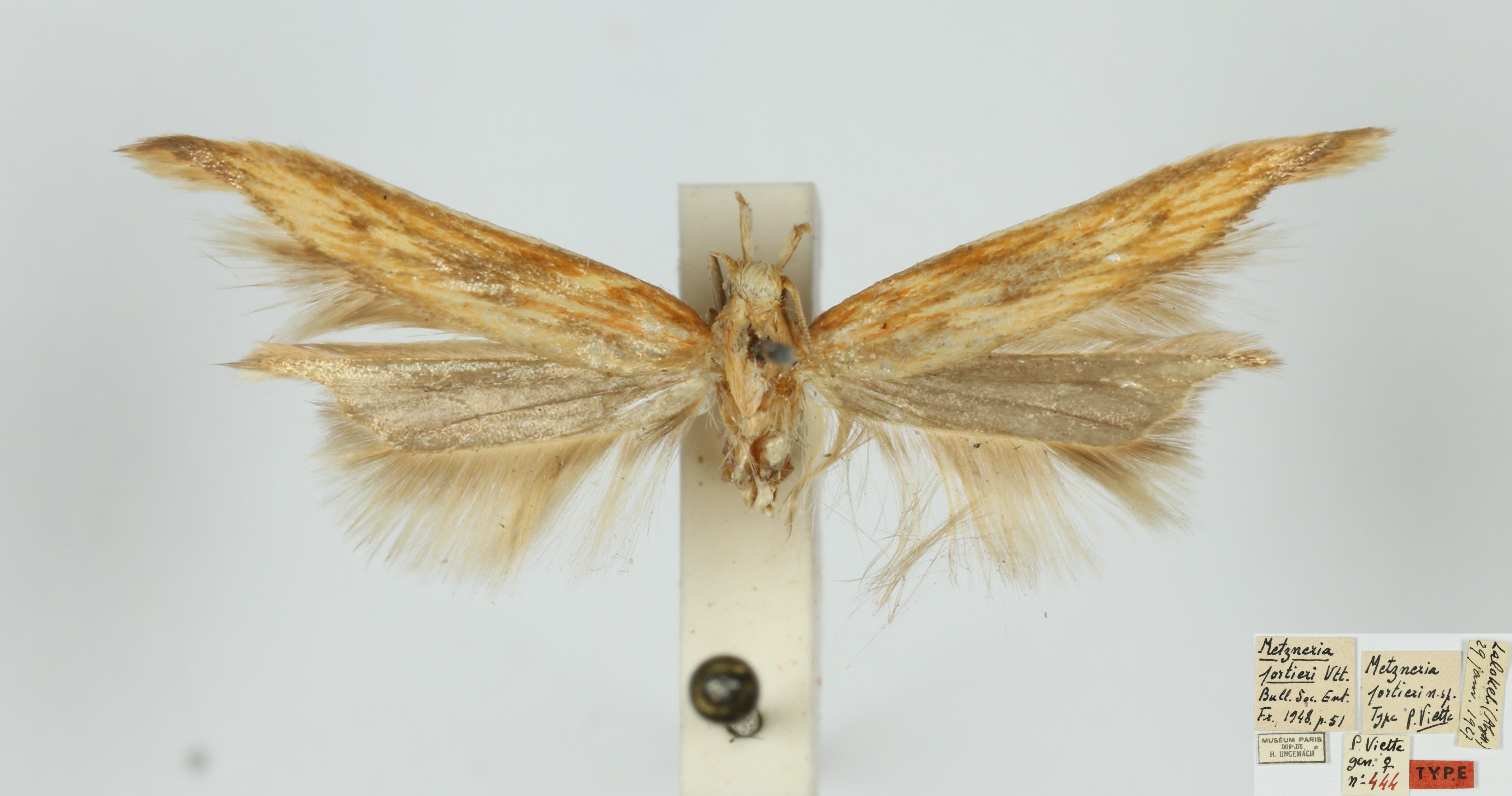/filer/webapps/moths/media/images/P/portieri_Metzneria_FHT_MNHN.jpg
