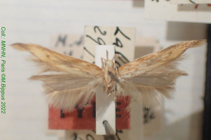 /filer/webapps/moths/media/images/P/portieri_Metzneria_HT_MNHN.jpg