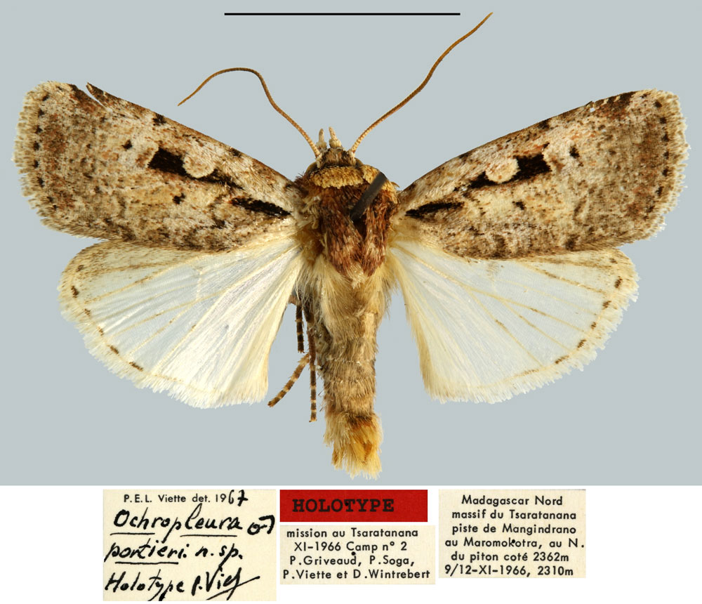 /filer/webapps/moths/media/images/P/portieri_Ochropleura_HT_MNHN.jpg