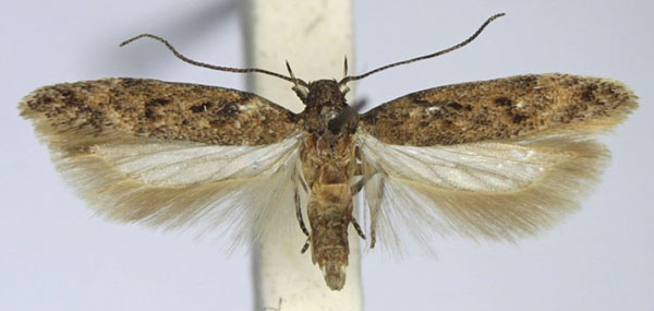 /filer/webapps/moths/media/images/P/portosanctana_Scrobipalpa_AM_TMSA.jpg