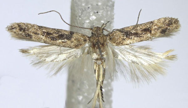 /filer/webapps/moths/media/images/P/portosanctana_Scrobipalpa_AM_ZMHB_01.jpg