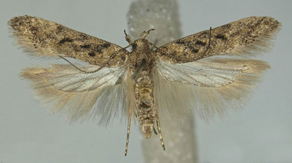 /filer/webapps/moths/media/images/P/portosanctana_Scrobipalpa_AM_ZMHB_02.jpg