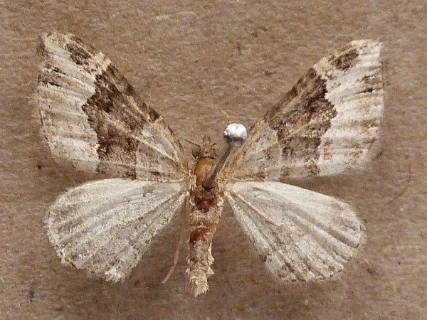 /filer/webapps/moths/media/images/P/poseata_Xanthorhoe_A_Butler.jpg