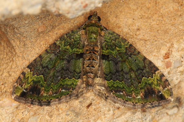 /filer/webapps/moths/media/images/P/poseata_Xanthorhoe_A_Heyns_01.JPG