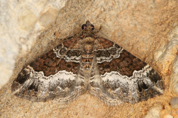 /filer/webapps/moths/media/images/P/poseata_Xanthorhoe_A_Heyns_03.JPG
