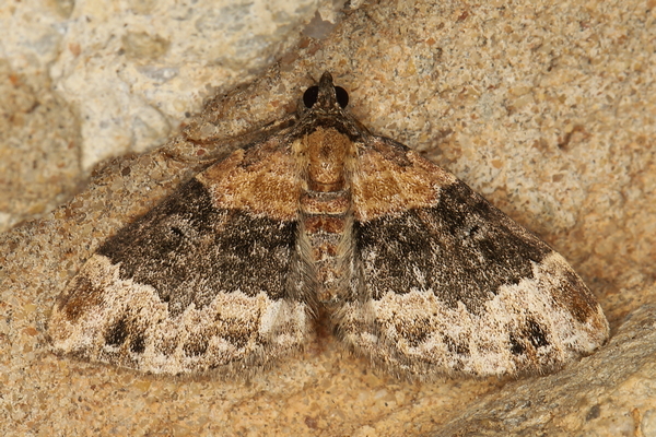 /filer/webapps/moths/media/images/P/poseata_Xanthorhoe_A_Heyns_04.JPG
