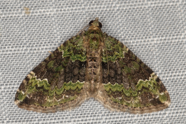 /filer/webapps/moths/media/images/P/poseata_Xanthorhoe_A_Heyns_05.JPG