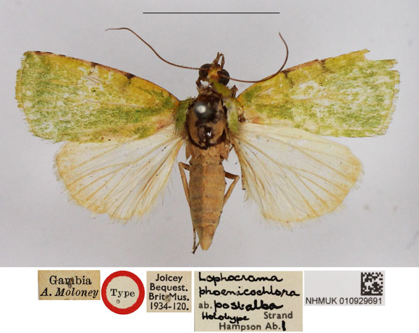 /filer/webapps/moths/media/images/P/postalba_Lophocrama_HT_NHMUK.jpg