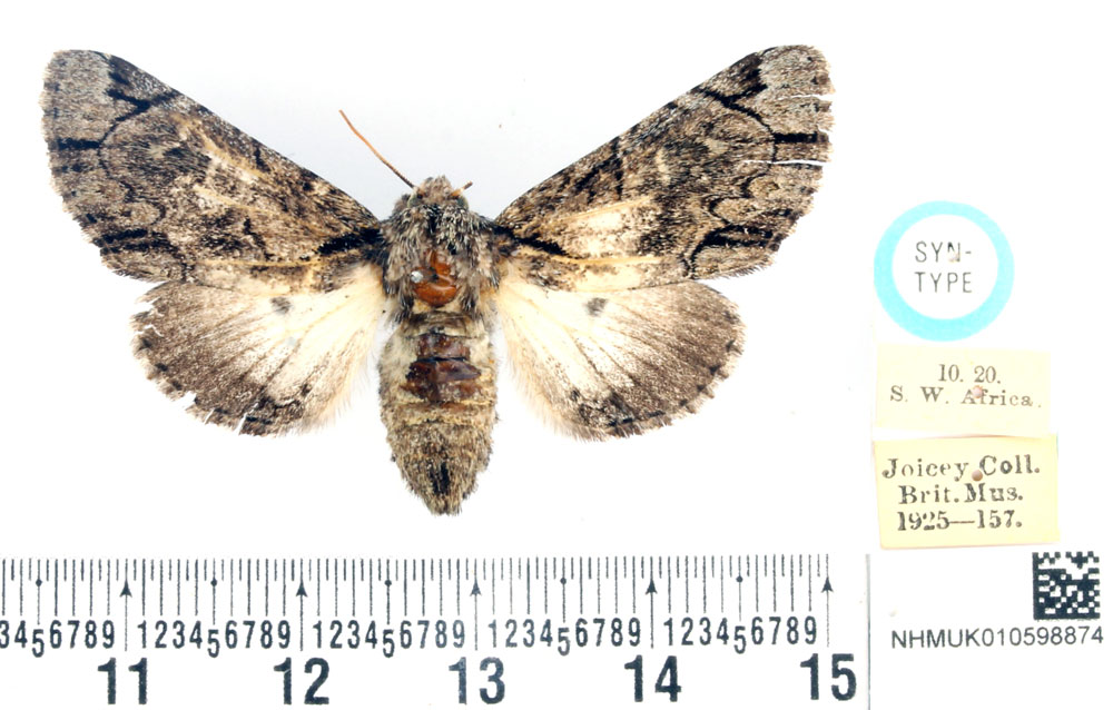 /filer/webapps/moths/media/images/P/postalbida_Pteronycta_STF_BMNH.jpg