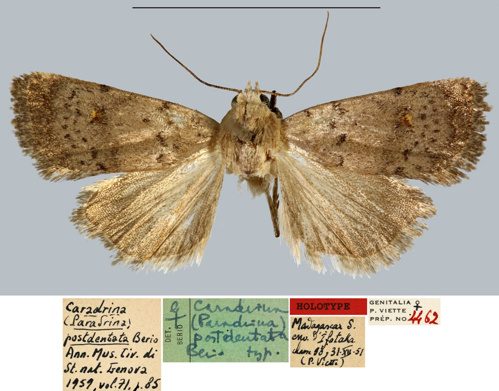 /filer/webapps/moths/media/images/P/postdentata_Caradrina_HT_MNHN.jpg