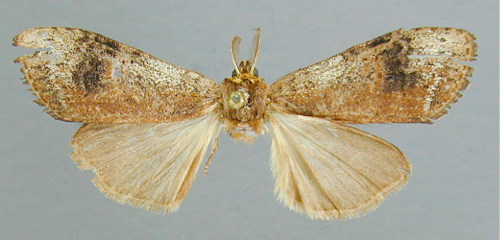 /filer/webapps/moths/media/images/P/postdiscalis_Stenostauridia_HT_RMCA.jpg