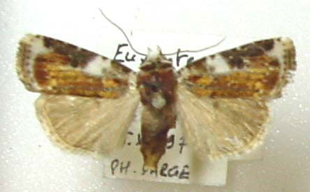 /filer/webapps/moths/media/images/P/posteriobrunnea_Euxootera_AM_BMNH.jpg