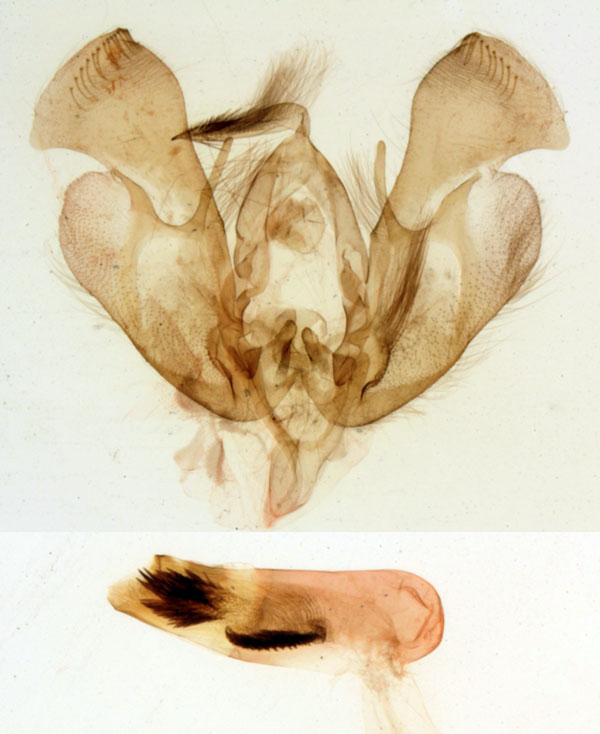 /filer/webapps/moths/media/images/P/posteriobrunnea_Euxootera_GMPT_MNHN_425.jpg