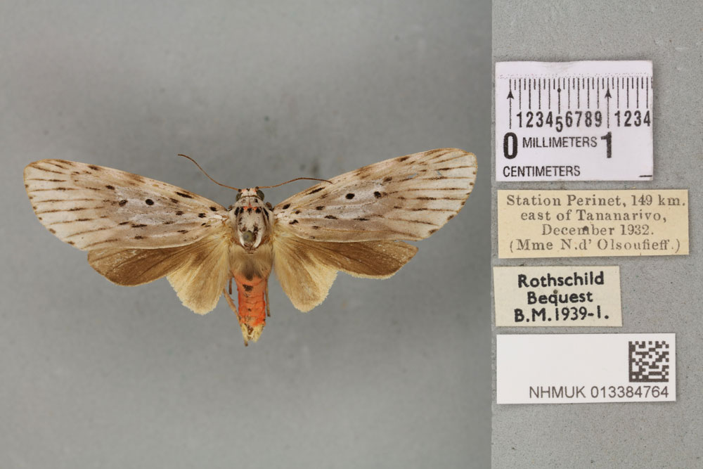 /filer/webapps/moths/media/images/P/postexcisa_Phryganopteryx_PT_BMNH_02a.jpg