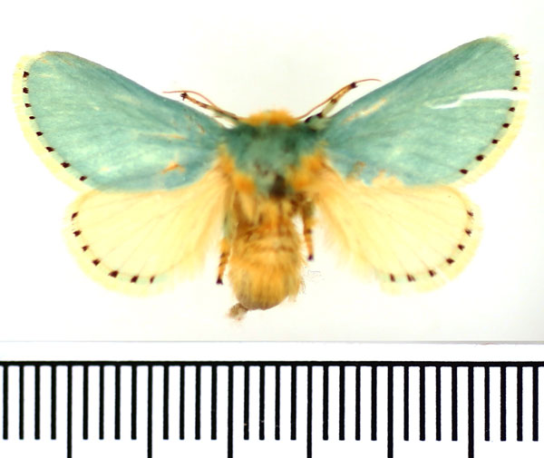 /filer/webapps/moths/media/images/P/postflavida_Coenobasis_AF_BMNH.jpg