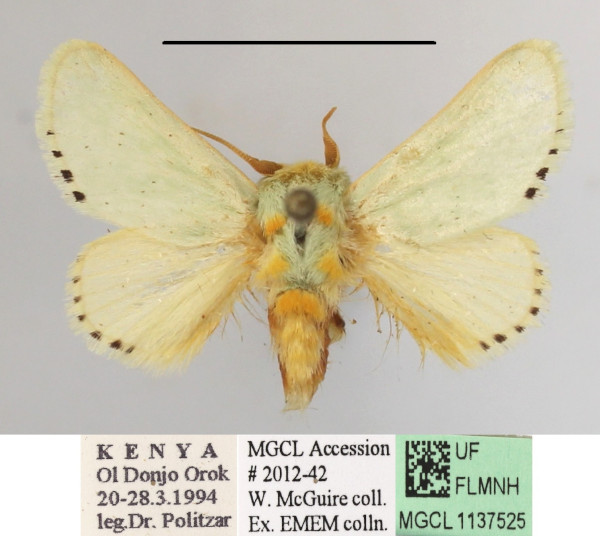 /filer/webapps/moths/media/images/P/postflavida_Coenobasis_A_MGCLa_01.JPG