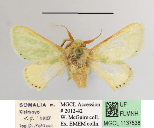 /filer/webapps/moths/media/images/P/postflavida_Coenobasis_A_MGCLa_02.JPG