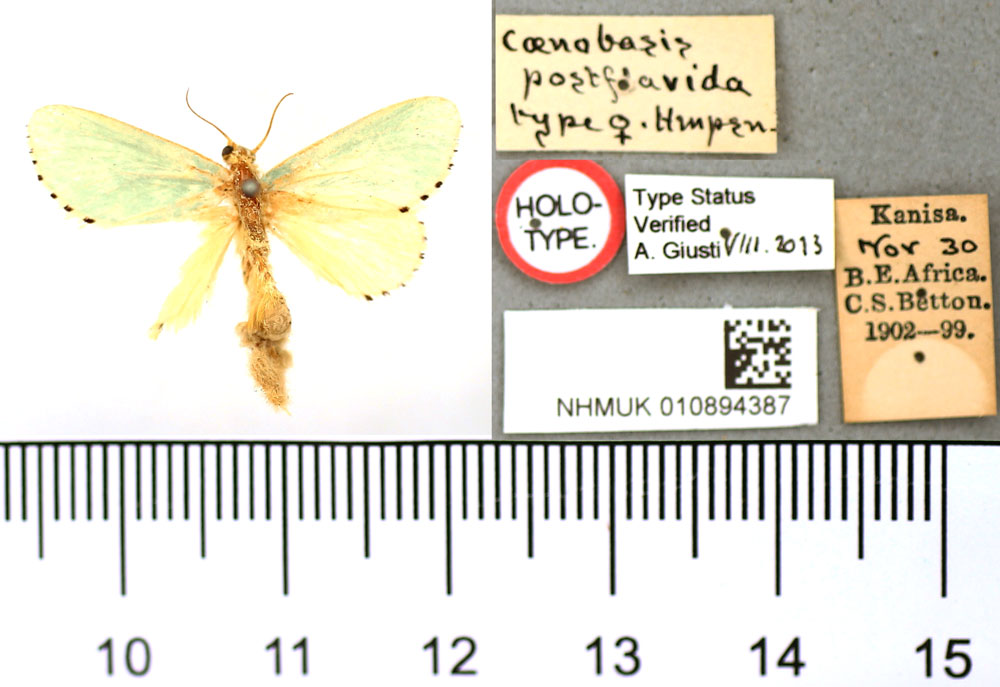 /filer/webapps/moths/media/images/P/postflavida_Coenobasis_HT_BMNH.jpg