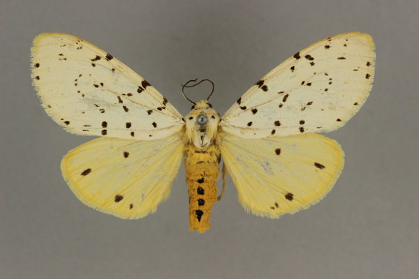 /filer/webapps/moths/media/images/P/postflavida_Eyralpenus_HT_BMNH.jpg