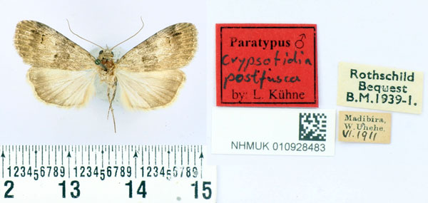 /filer/webapps/moths/media/images/P/postfusca_Crypsotidia_PT_BMNH.jpg