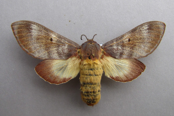 /filer/webapps/moths/media/images/P/postica_Gonometa_AF_Baron.jpg