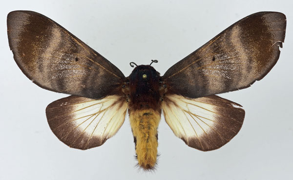 /filer/webapps/moths/media/images/P/postica_Gonometa_AF_Basquin.jpg