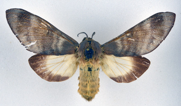 /filer/webapps/moths/media/images/P/postica_Gonometa_AF_NHMO.jpg